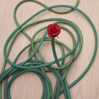 Roses, Heart shapes, and Roses